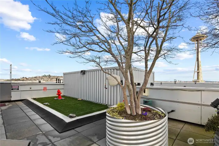 Rooftop with dog relief area