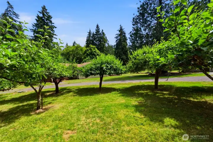 In the center of the circular driveway is a vibrant orchard featuring mature fruit trees that will produce wonderful fruit later in the season!