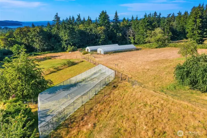Blueberry patch with 80 plants and secure netting