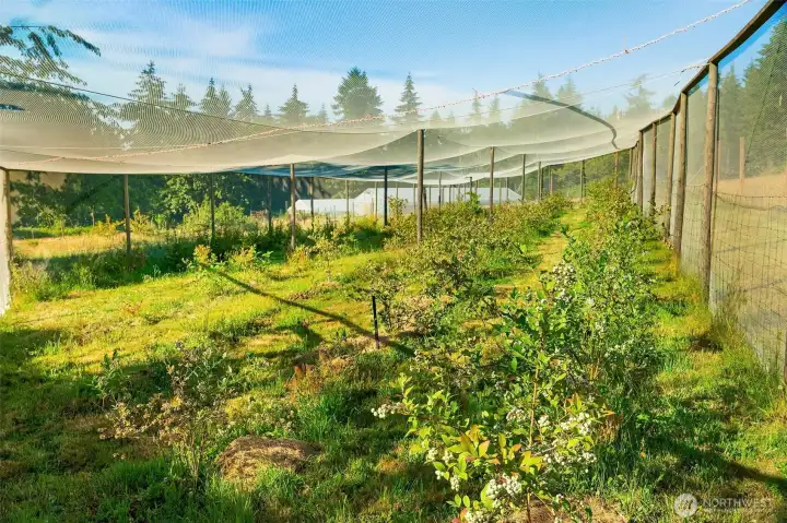 Blueberry patch with 80 plants and secure netting