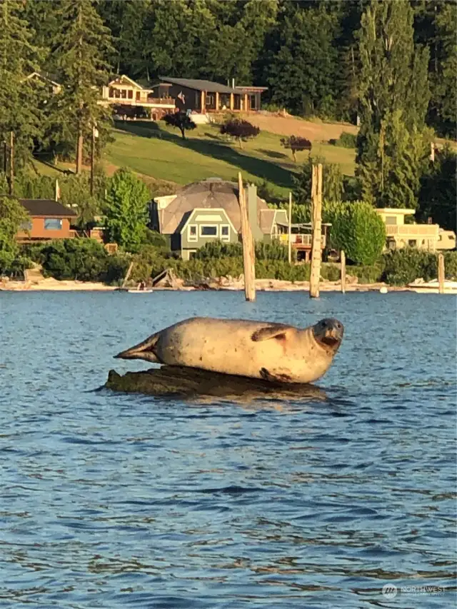 Life at the beach is incredible -  watch harbor seals play right off your shore. Kayak, Canoe, Paddle-Board, Jet Ski, Boat, Crab - enjoy it all!