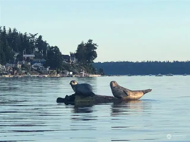 Watch the harbor seals play right off your shore. Kayak, Canoe, Paddle-Board, Jet Ski, Boat, Crab - enjoy it all!