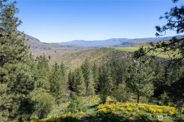 Wild flowers and views in all directions.