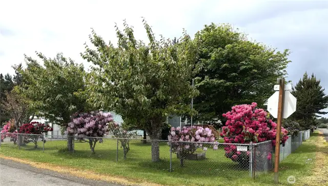 Sitting on a corner lot, mature landscaping to enjoy.