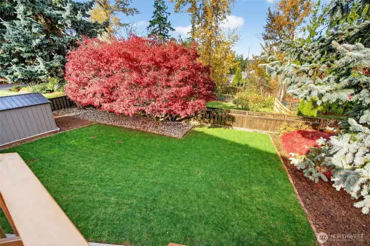 Flat, fully fenced backyard with surrounding trees for added privacy.