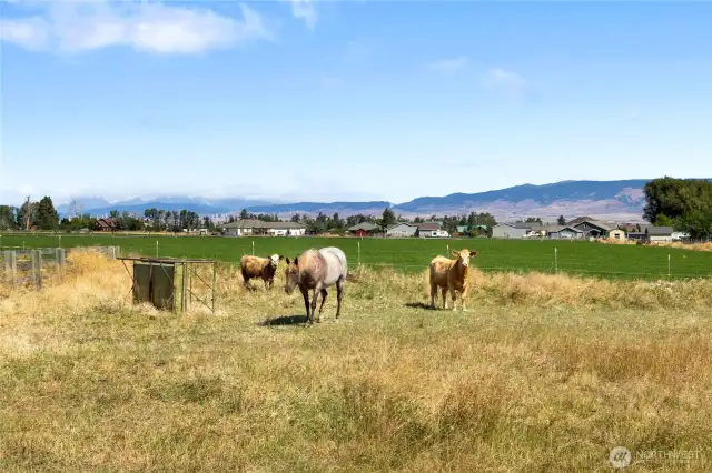 Your furry friends will have fun munching in the pasture
