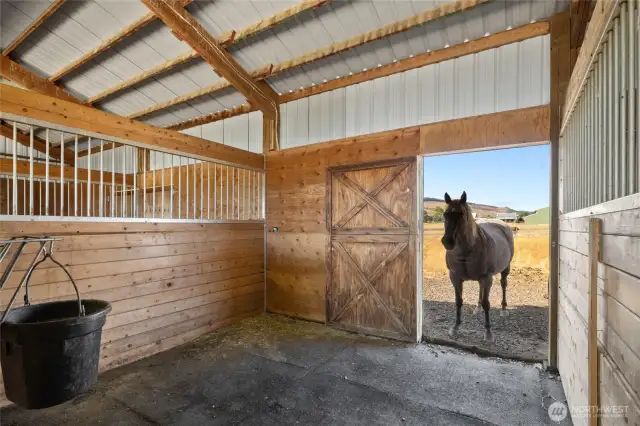 One stall - a Horsey home!