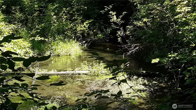 Indian Creek looking downstream (easterly) from the log bridge. A fantasy picnic spot!