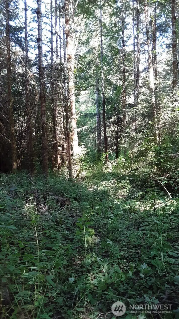 A dirt "driveway" has been cleared of trees for a distance, though it is brushy.