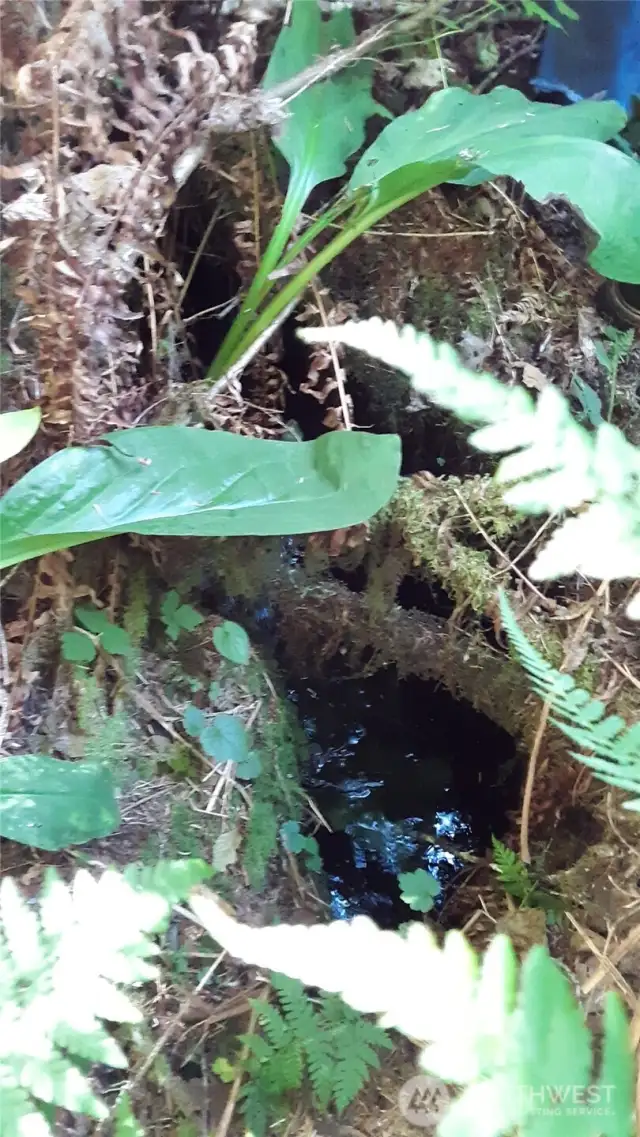 Creeklet number 1 chuckles by, almost underground.