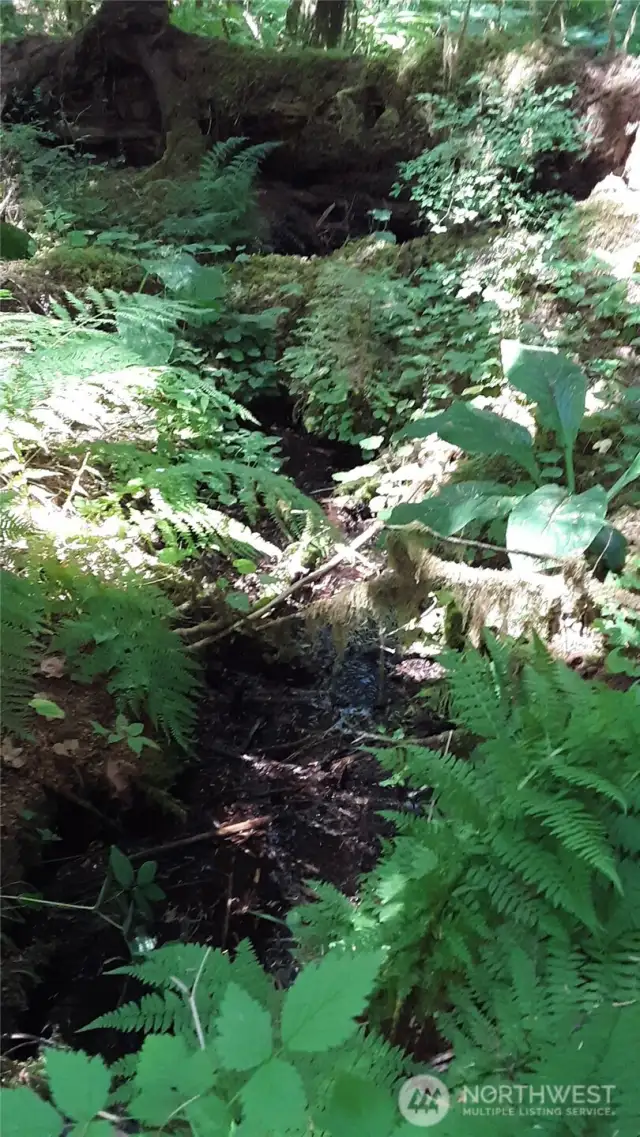 Creeklet no. 2, flanked by ferns, salmonberry, huckleberry, hemlock.