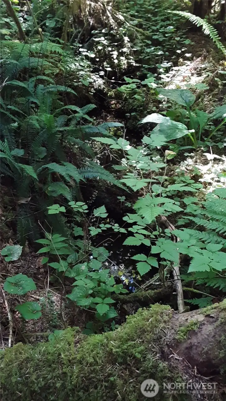 Detail of creeklet no. 2.  The plant diversity is amazing.