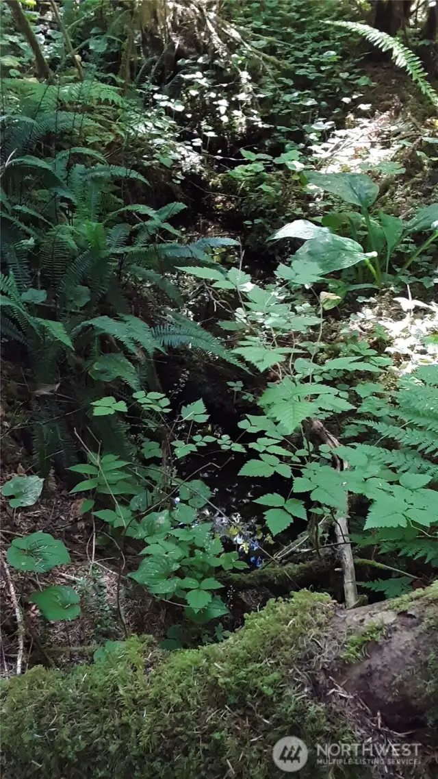 Detail of creeklet no. 2.  The plant diversity is amazing.