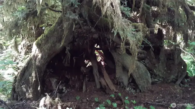 Tree fort?  Backyard playground?