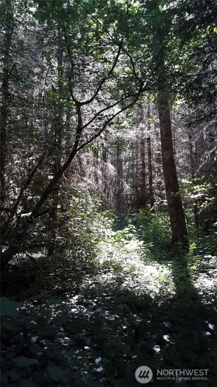 Imagine the sounds of ravens calling and owls hooting.