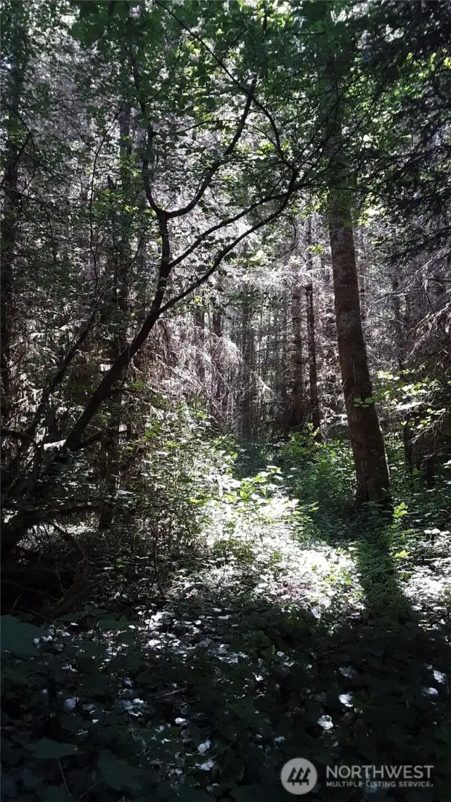 Imagine the sounds of ravens calling and owls hooting.