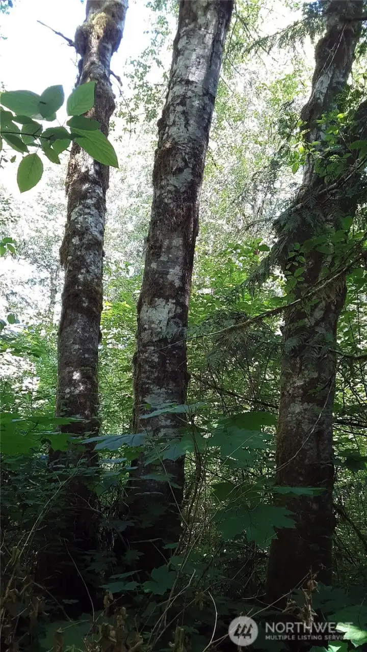Cottonwood, vine maple, and Devil's club