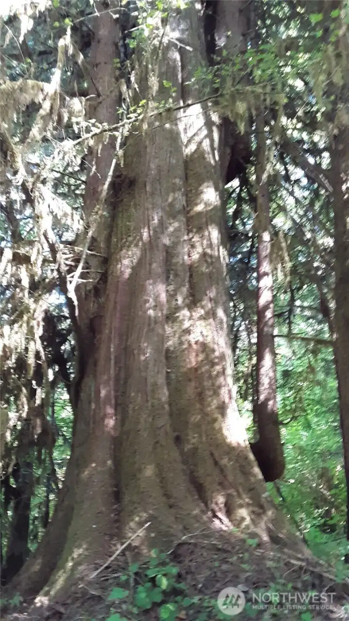 A giant cedar tree with crook branch