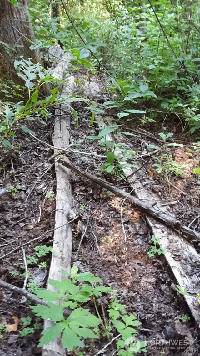Potential building site/area is marked with lots of wood-cutting remnants, such as these split logs.