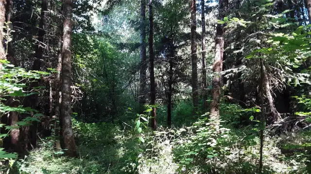 Forest peace...