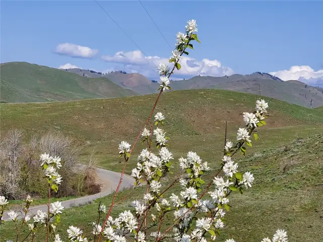 Hillside North of Upper Beaver Creek road has rural mountain views.