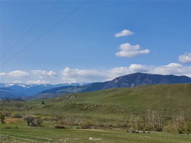 Stock graze peacefully on good ground. Classic rural character of the Twisp & Methow Valley.