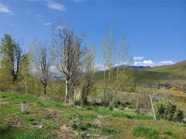 Variety of Aspen, Alder, Cottonwood, Maple and Pine trees border Creekfront and AG areas of property.