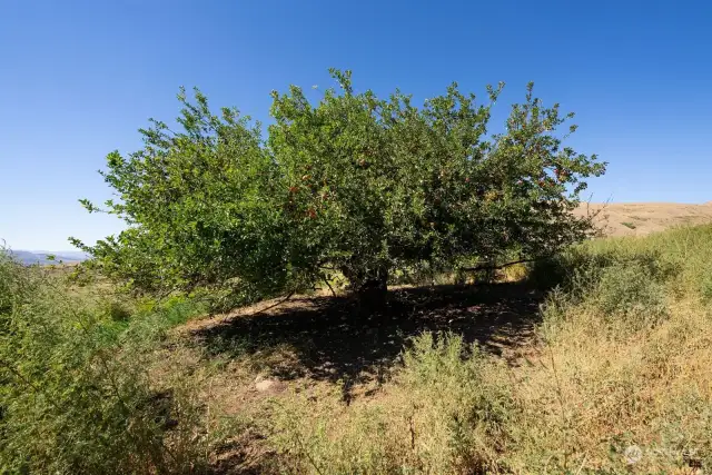 Heritage Apple trees on property.