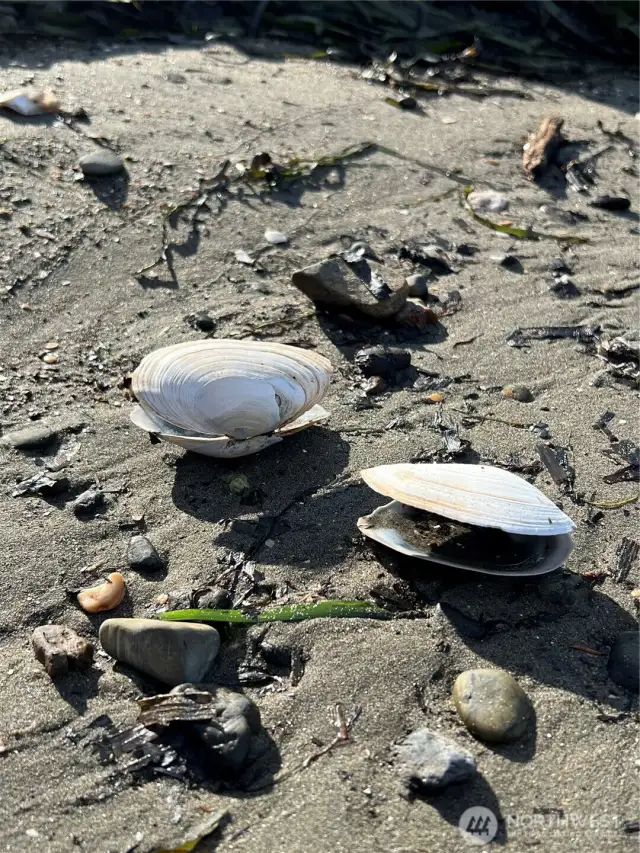 Clams on the beach