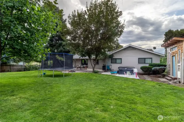 New Grass in Back Yard
