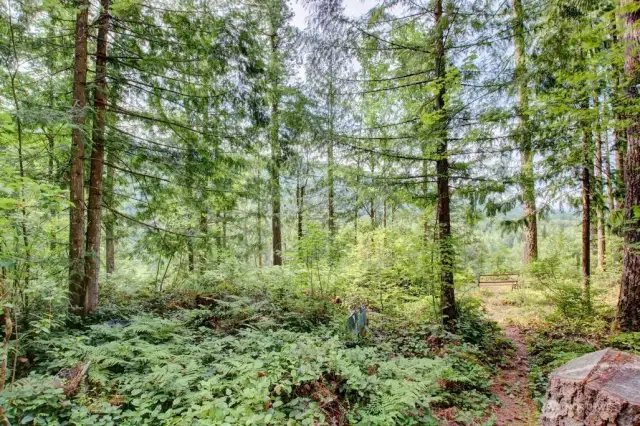 Trail through the trees