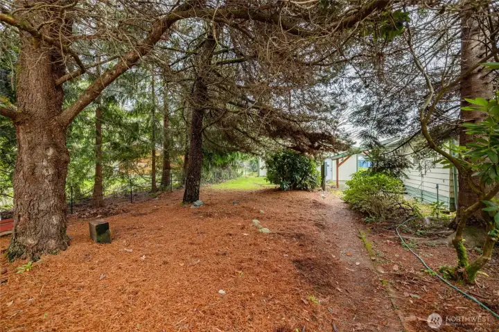 Back yard has a mix of trees and garden space