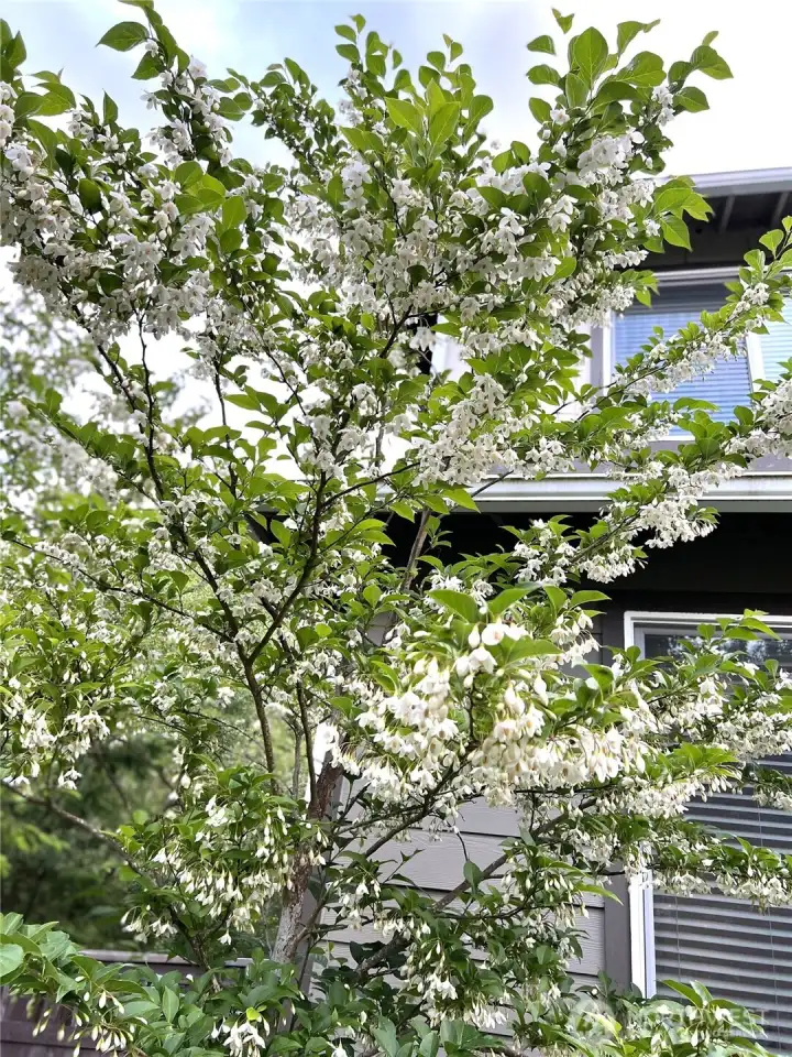 Back yard cherry tree