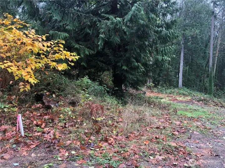Fall picture of property and corner stake.