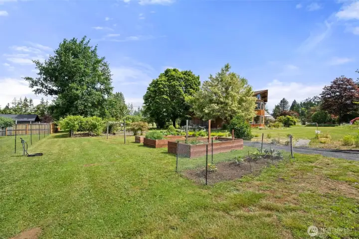 Western property line on the left of photo. Raised garden beds are planted, grape arbor and seedless blackberries are in the background. Western property line on the left of photo. Raised garden beds are planted, grape arbor and seedless blackberries are in the background.