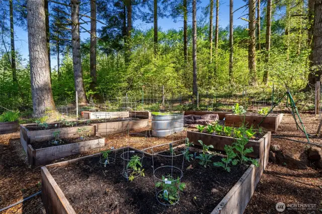 Raised vegetable garden