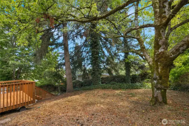 Expansive backyard