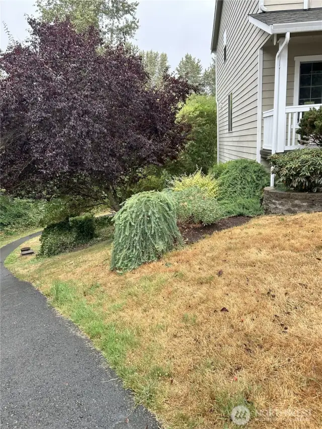 Sideyard