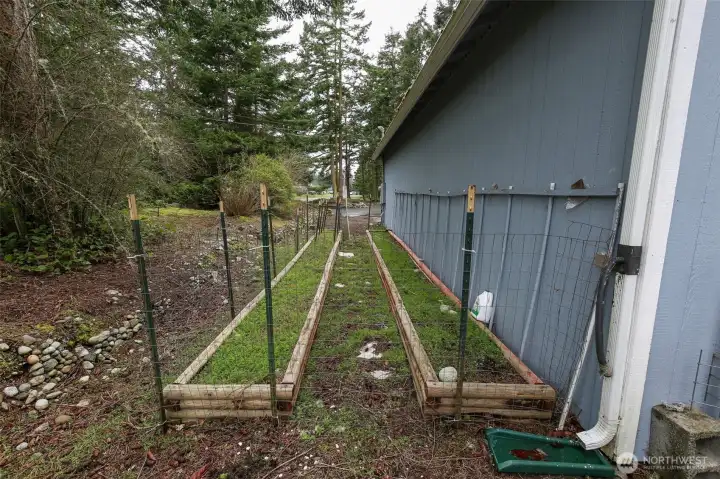 Asparagus Garden Beds