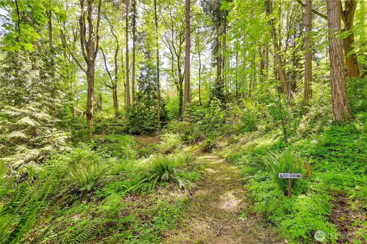 Private woods trail with deer crossing