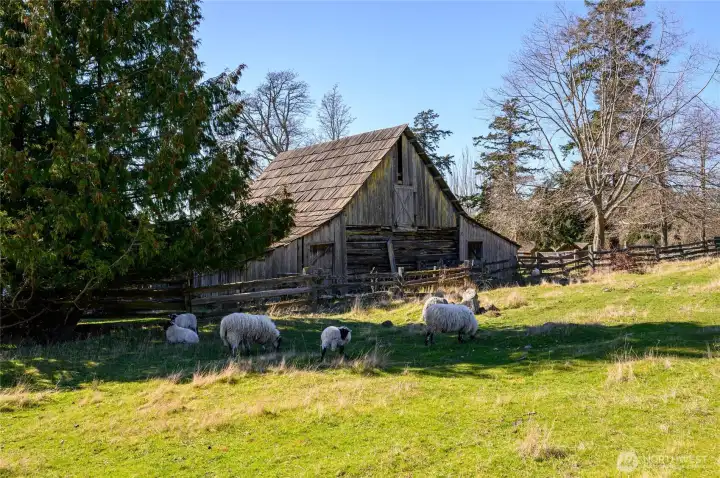 Decatur NW Sheep and Barn