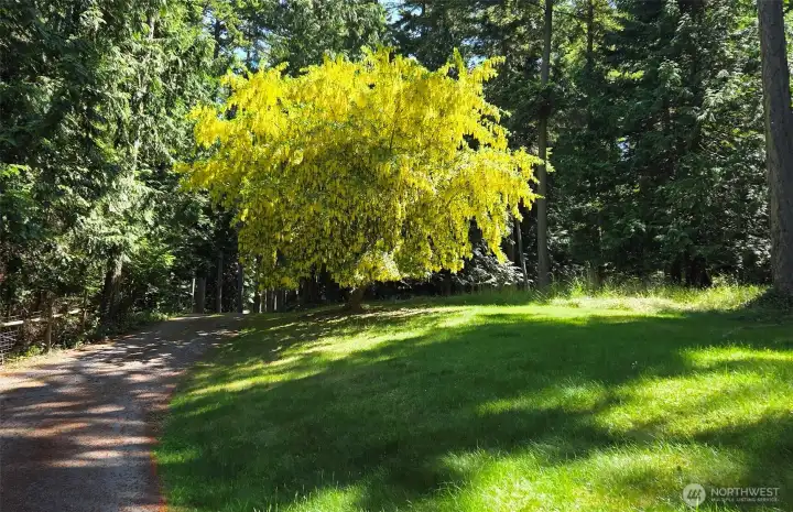Huge mature Golden Chain tree