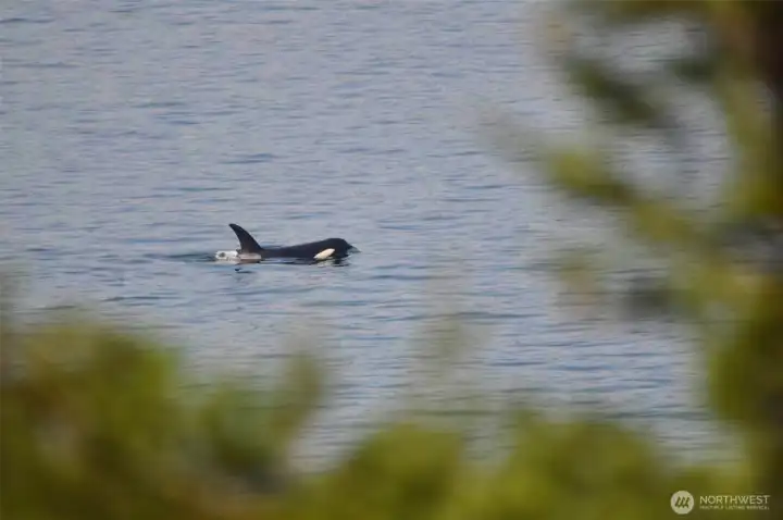 Photo of whale taken from the deck