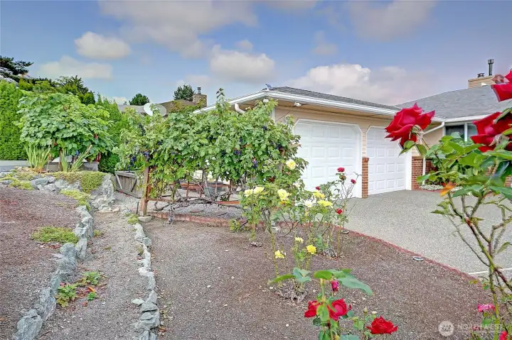 Mature grapevines!
