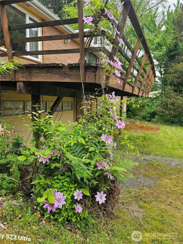 Deck back of house
