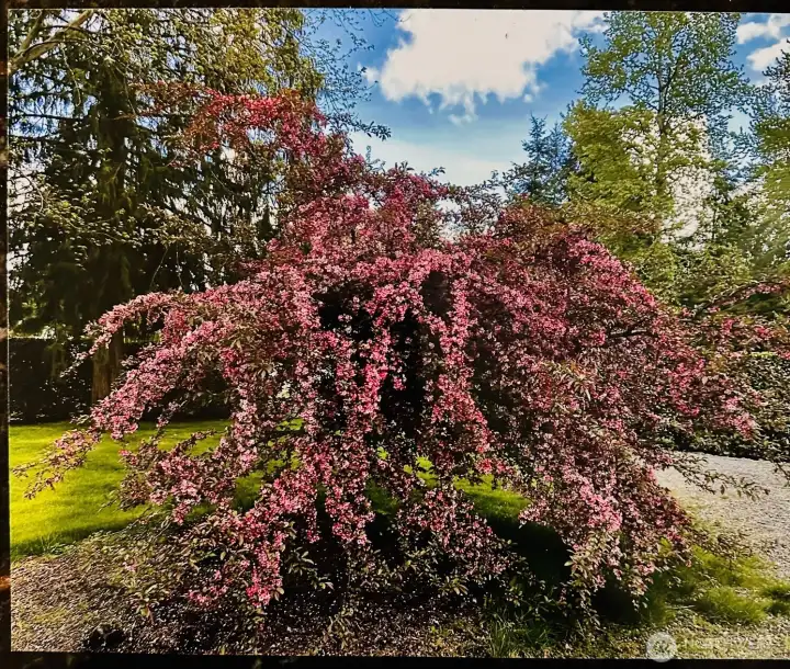 Front yard crab apple tree is a show off in spring