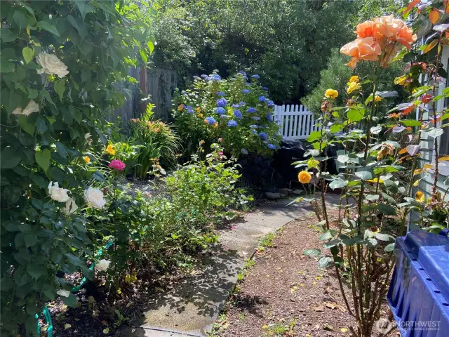 The garden in summer