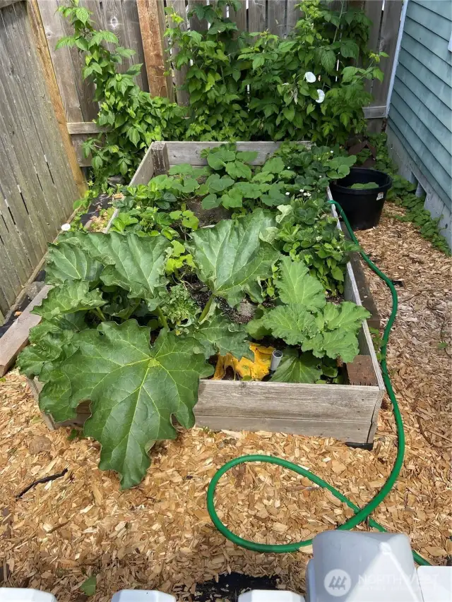 Your vegetable garden to-be!