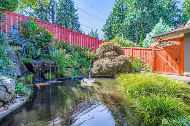 A second view from the elevated floating sidewalk. Enjoy the waterfall and say hello to 16 large Japanese Koi fish.