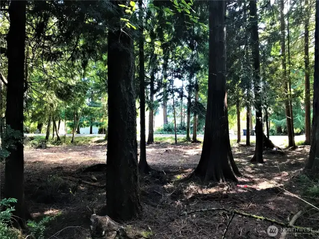 Beautiful Trees